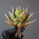 【ベアルート】DRAGON AGAVE 精品 狂刺霍利達 EC2774
