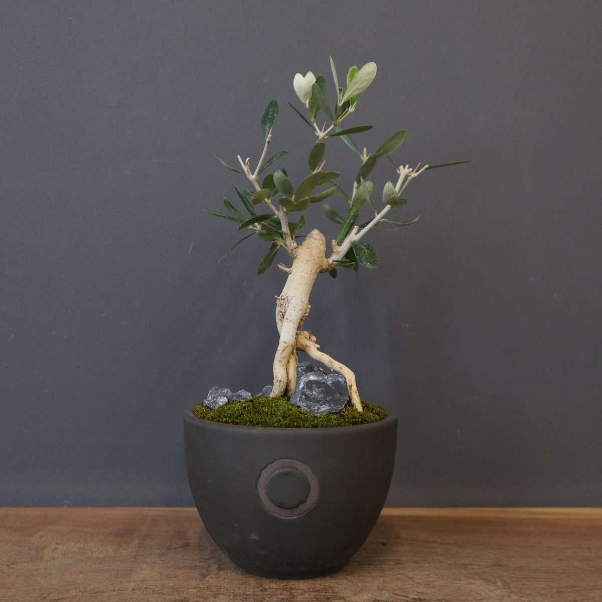 新商品 – TaiShoDo ONLINE SHOP