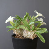 P.エブレネウム EC2314