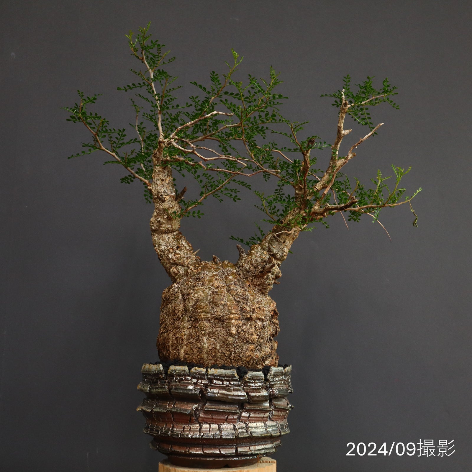 宮島將實陶器鉢】O.パキプス 676 – TaiShoDo ONLINE SHOP 宮島將實陶器鉢】O.パキプス 676 – TaiShoDo ONLINE SHOP