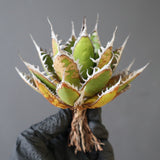 【ベアルート】DRAGON AGAVE 精品 狂刺霍利達 EC2774