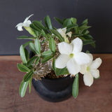 P.エブレネウム EC2314