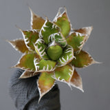 【ベアルート】DRAGON AGAVE 精品 狂刺霍利達 EC2774