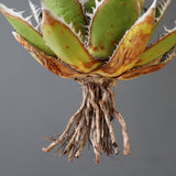 【ベアルート】DRAGON AGAVE 精品 狂刺霍利達 EC2774