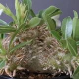 P.エブレネウム EC2314