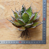 【ベアルート】DRAGON AGAVE 精品 狂刺霍利達 EC2774