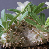 P.エブレネウム EC2314