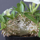 P.エブレネウム EC2314