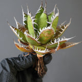 【ベアルート】DRAGON AGAVE 精品 狂刺霍利達 EC2775