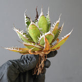 【ベアルート】DRAGON AGAVE 精品 狂刺霍利達 EC2775
