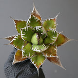 【ベアルート】DRAGON AGAVE 精品 狂刺霍利達 EC2775