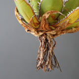 【ベアルート】DRAGON AGAVE 精品 狂刺霍利達 EC2775