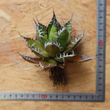 【ベアルート】DRAGON AGAVE 精品 狂刺霍利達 EC2775