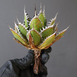 【ベアルート】DRAGON AGAVE 精品 狂刺霍利達 EC2776