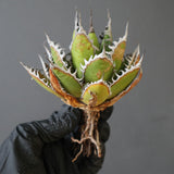 【ベアルート】DRAGON AGAVE 精品 狂刺霍利達 EC2776
