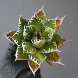 【ベアルート】DRAGON AGAVE 精品 狂刺霍利達 EC2776