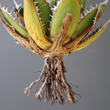 【ベアルート】DRAGON AGAVE 精品 狂刺霍利達 EC2776