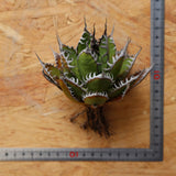 【ベアルート】DRAGON AGAVE 精品 狂刺霍利達 EC2776