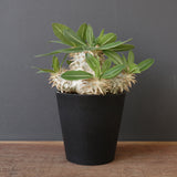 P.エブレネウム EC2316