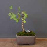 B.ファガロイデス 05