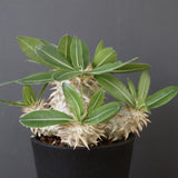 P.エブレネウム EC2316