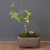 B.ファガロイデス 05