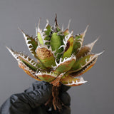 【ベアルート】DRAGON AGAVE 精品 狂刺霍利達 EC2777