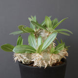 P.エブレネウム EC2316