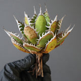 【ベアルート】DRAGON AGAVE 精品 狂刺霍利達 EC2777