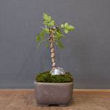 B.ファガロイデス 05