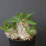 P.エブレネウム EC2316