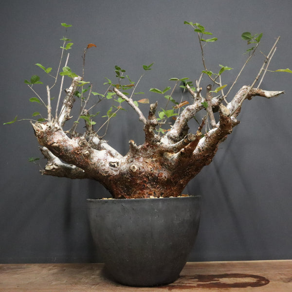 C.オルビクラリス　1