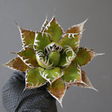 【ベアルート】DRAGON AGAVE 精品 狂刺霍利達 EC2777