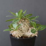 P.エブレネウム EC2316