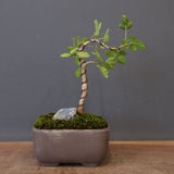 B.ファガロイデス 05