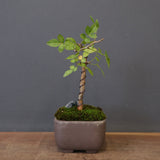 B.ファガロイデス 05