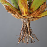 【ベアルート】DRAGON AGAVE 精品 狂刺霍利達 EC2777