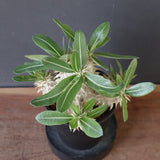 P.エブレネウム EC2316