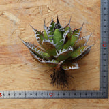 【ベアルート】DRAGON AGAVE 精品 狂刺霍利達 EC2777