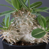 P.エブレネウム EC2316