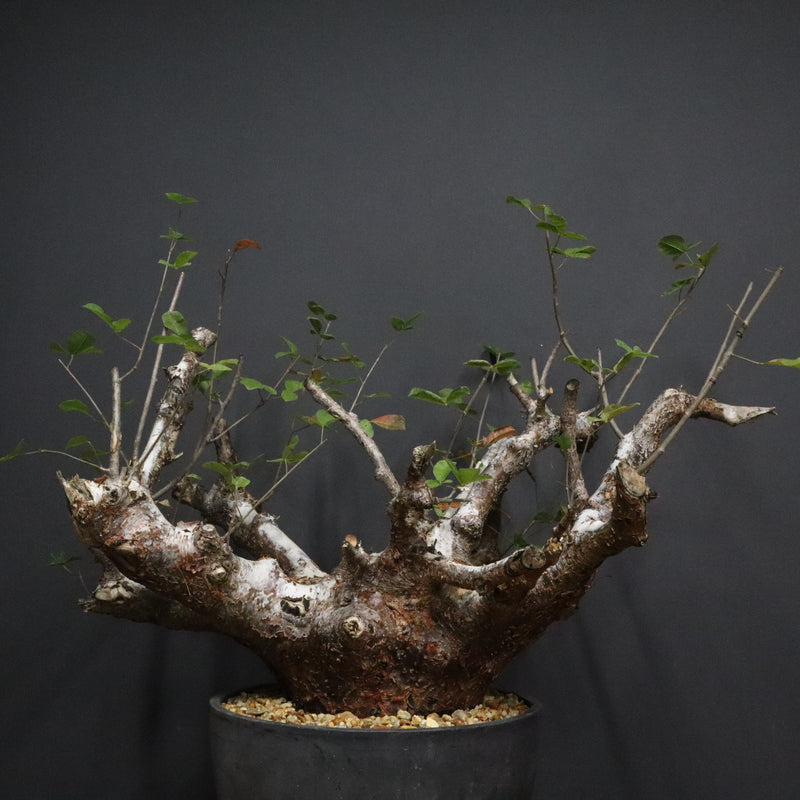 C.オルビクラリス　1