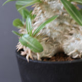 P.エブレネウム EC2316