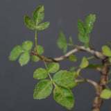 B.ファガロイデス 05