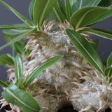 P.エブレネウム EC2316