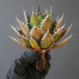 【ベアルート】DRAGON AGAVE 精品 狂刺霍利達 EC2778