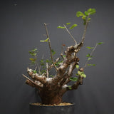 C.オルビクラリス　1