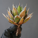 【ベアルート】DRAGON AGAVE 精品 狂刺霍利達 EC2778