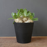 P.エブレネウム EC2317