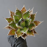 【ベアルート】DRAGON AGAVE 精品 狂刺霍利達 EC2778