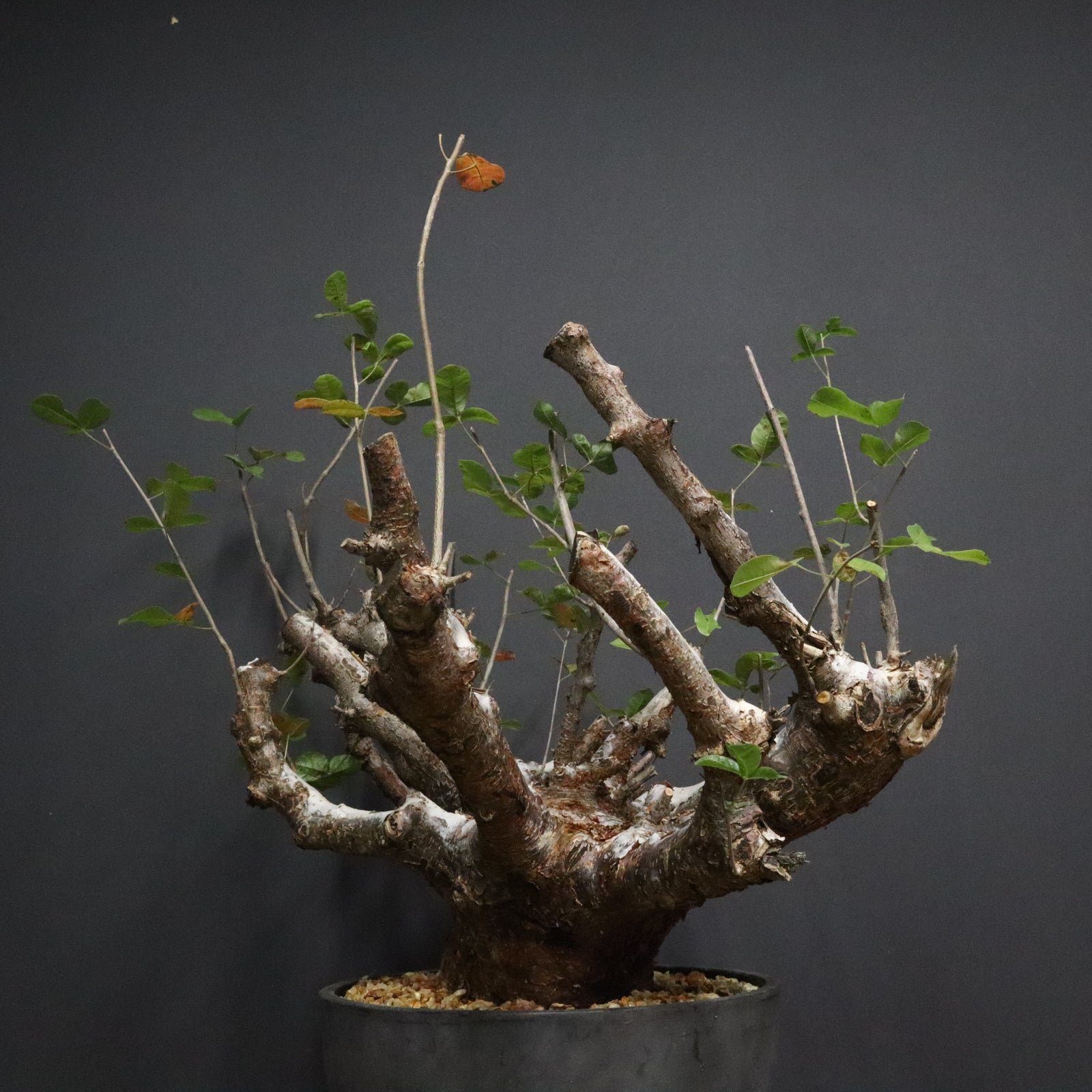 C.オルビクラリス 1 – TaiShoDo ONLINE SHOP